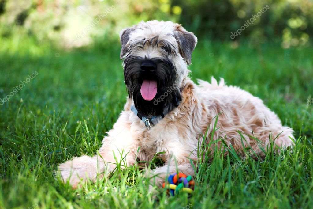 Advanced Obedience 1