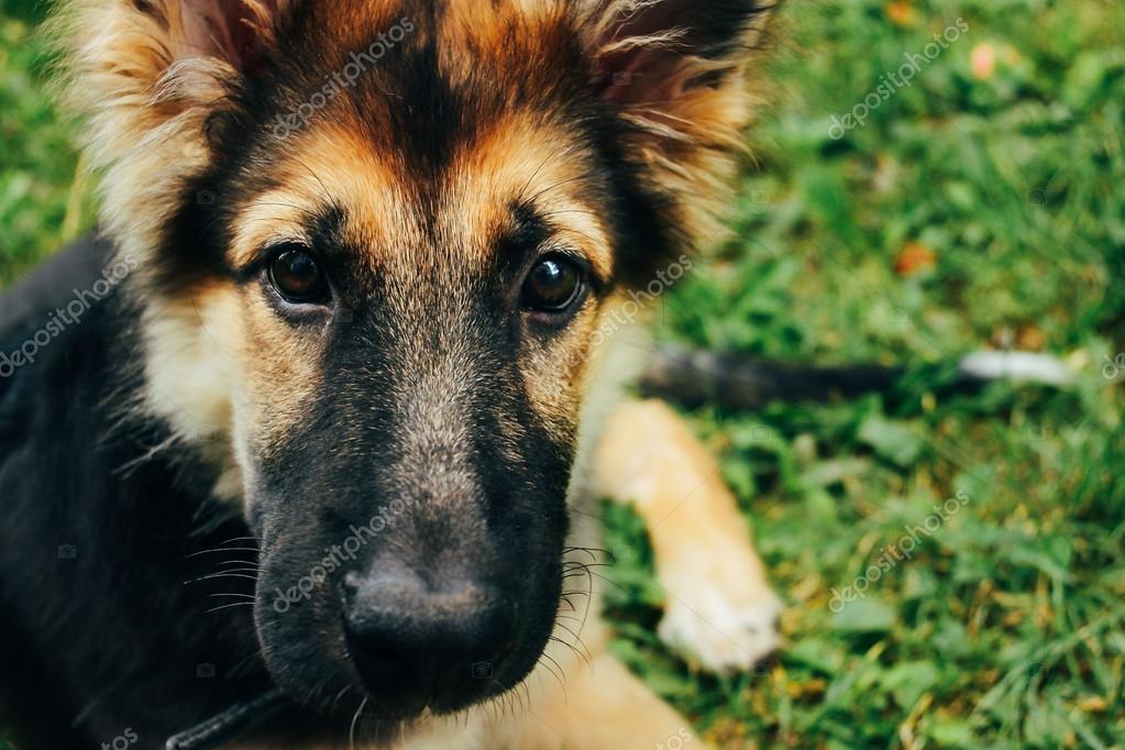 Advanced Obedience 2