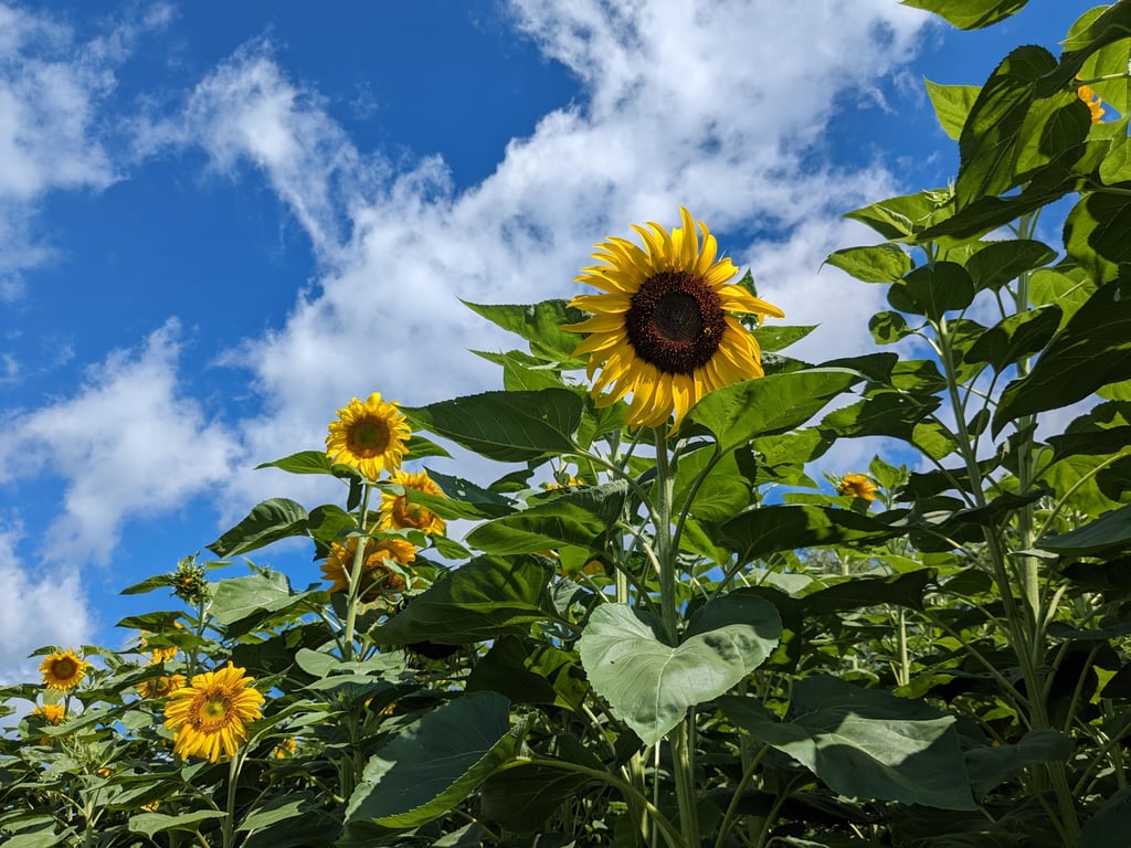 Sunflower Field