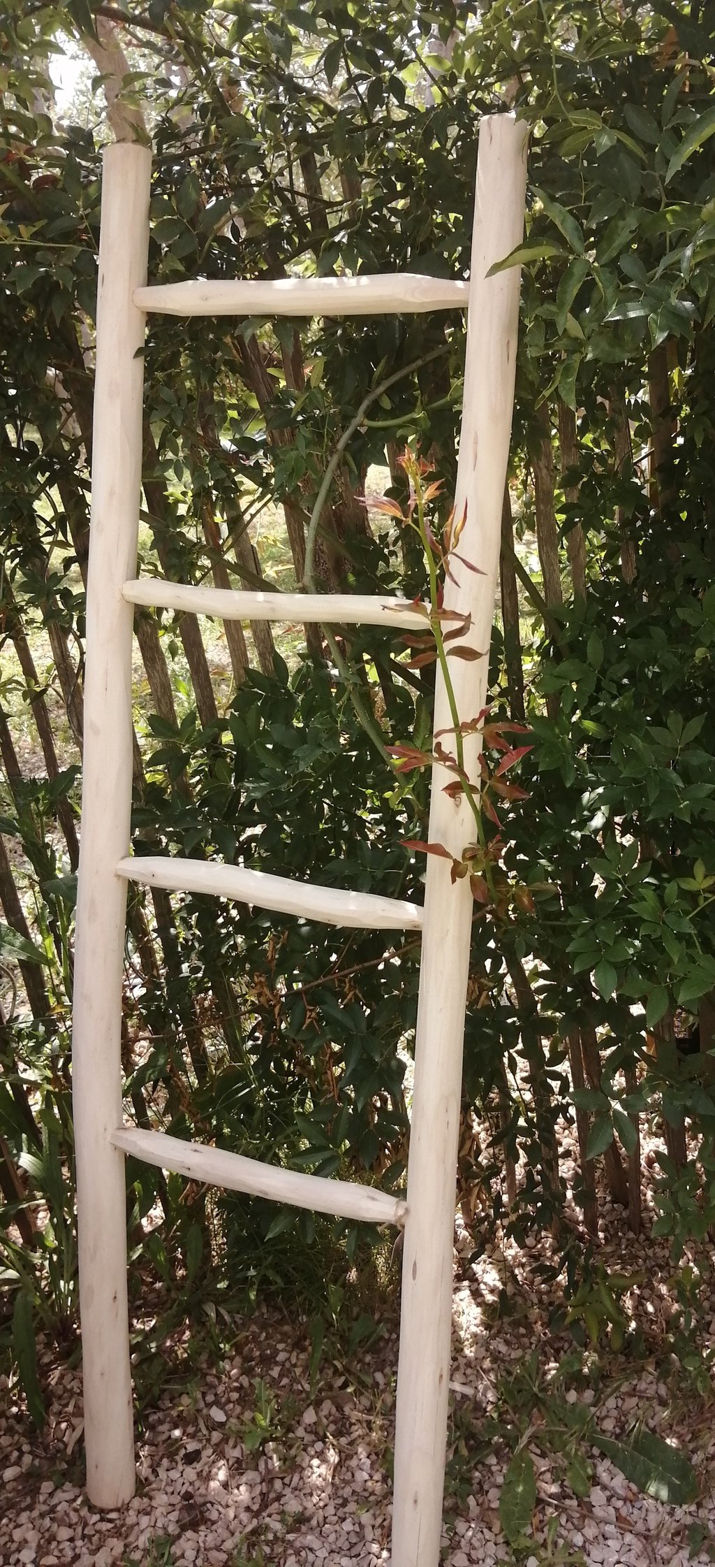 échelle sculptée à la main en bois d'eucalyptus