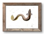 Painting of a European Eel