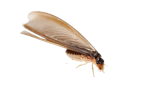 winged termites