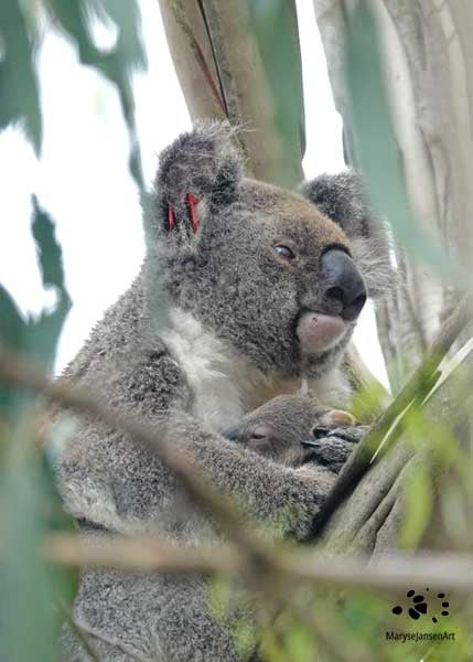 Koala and Joey by Maryse Jansen for Nature's Touch Course.