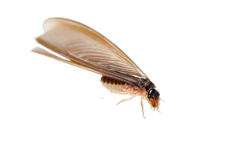 winged termites