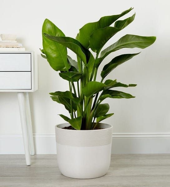 Green Plant (Designer's Choice)
