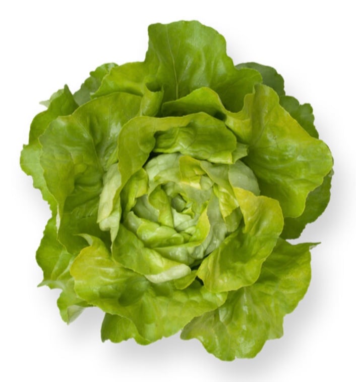 Santoro RZ Lettuce Head
