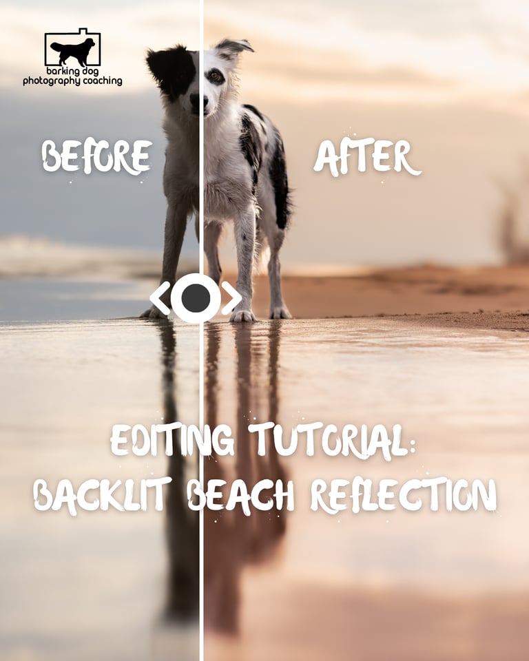 A before and after edit of a dog photography portrait reflection on the beach by Barking Dog Photography Coaching