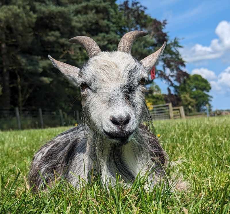 Goat Adoption