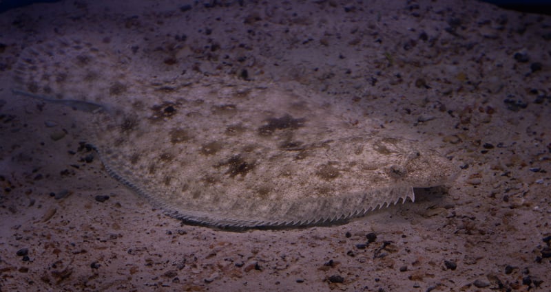 Gulf Flounder- Paralichthys albigutta