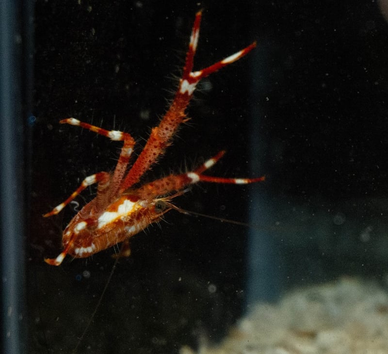 Red Squat Lobster - Allogalathea elegans