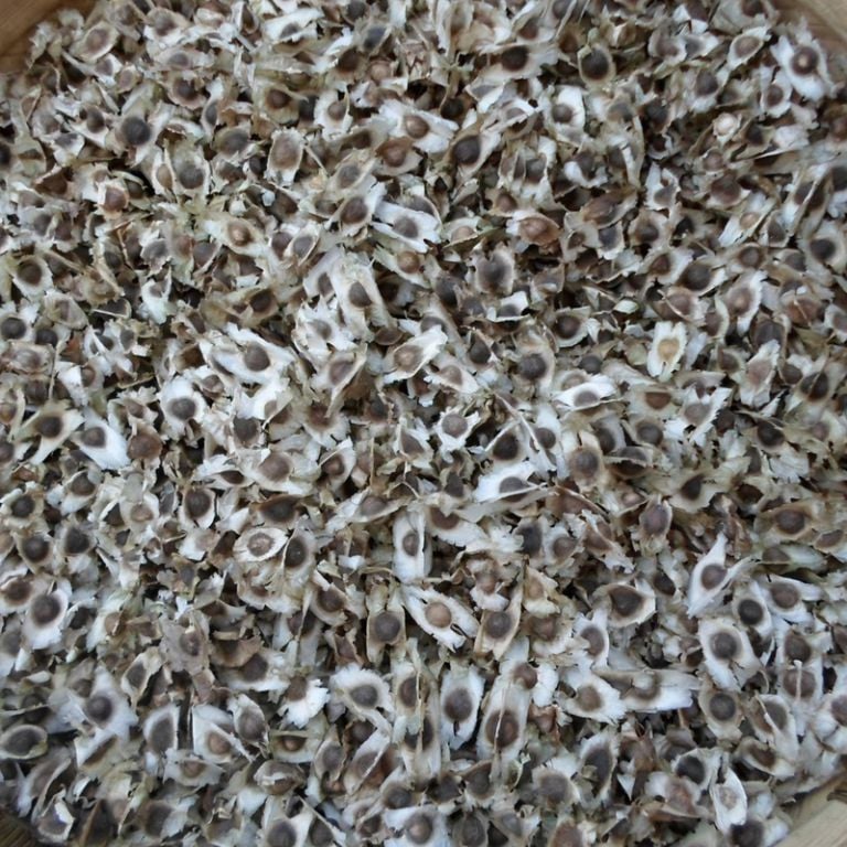 Bulk PKM2 Moringa Oleifera Seeds (Min 100kg) – Moringa City