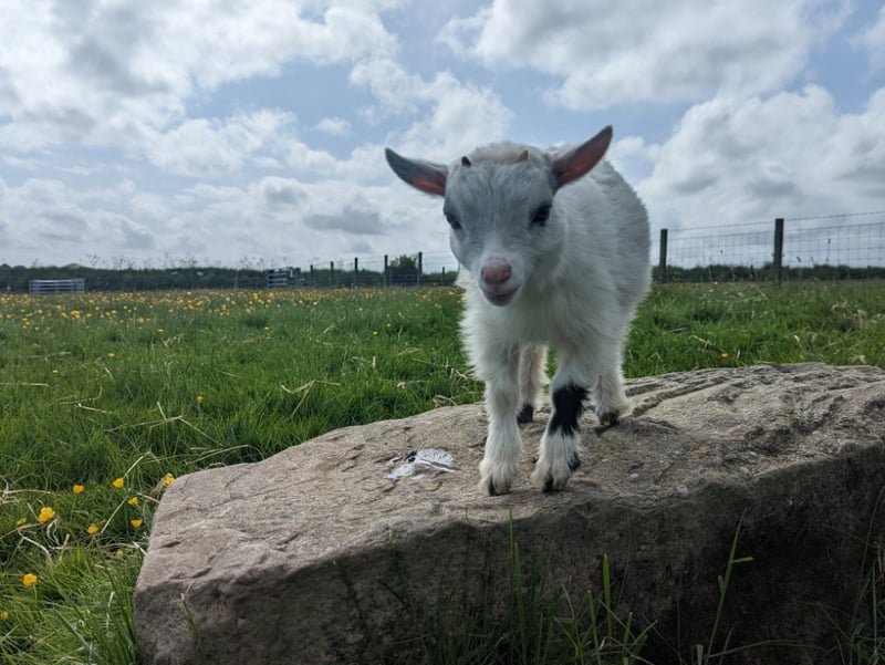 Goat Experience Voucher West Barn Pygmy Goats