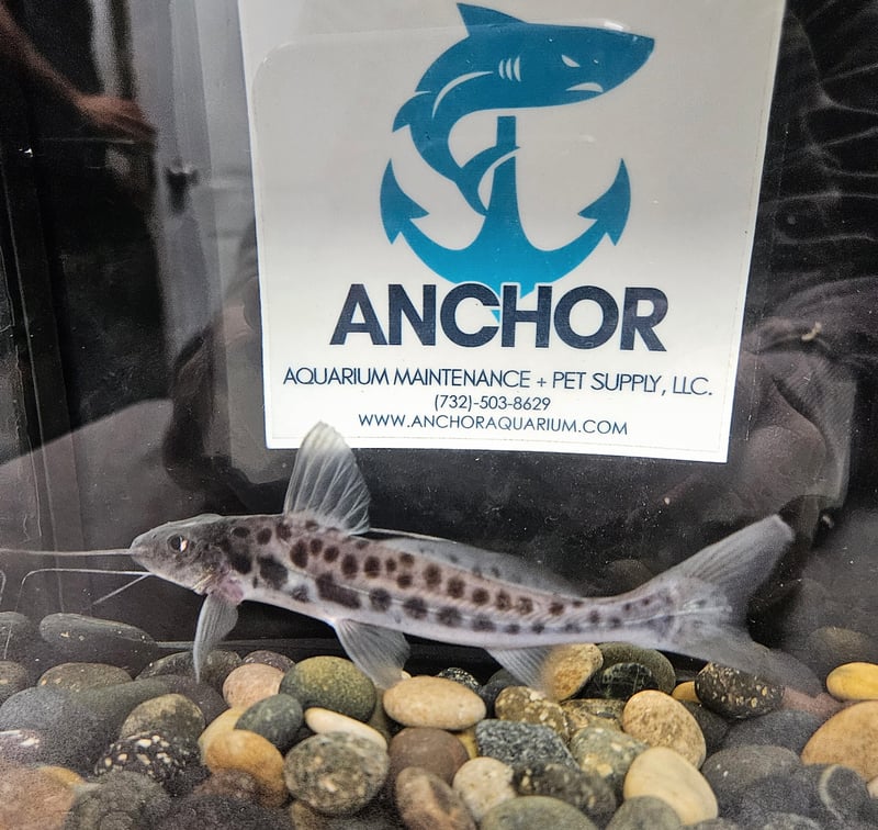 Vulture Catfish For Sale Online Anchor Aquarium NJ