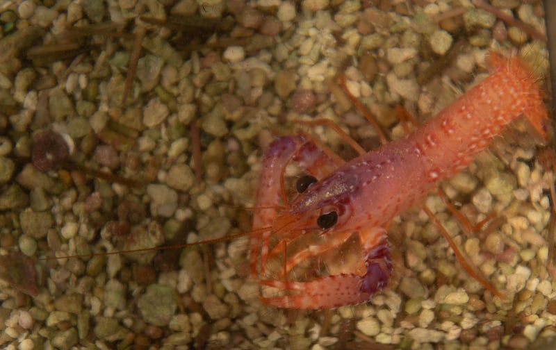   Debelius' Reef Lobster - Enoplomentopus debelius