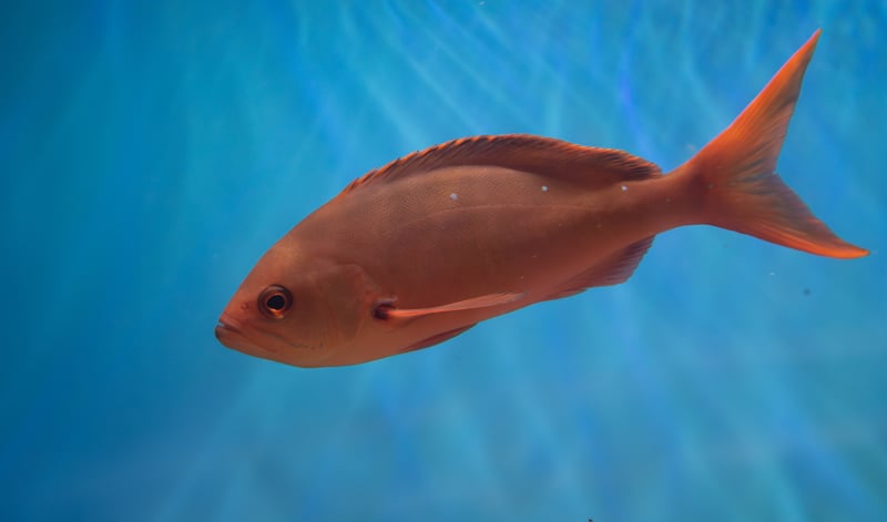 Pacific Creolefish - Paranthias colonus 