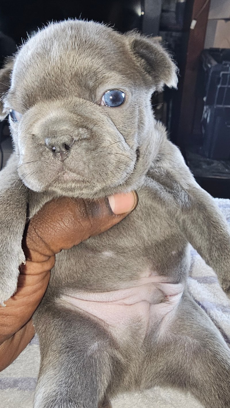 Blue Bulky Male Frenchie