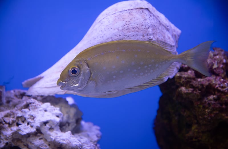 Pin-spotted Spinefoot - Siganus fuscescens