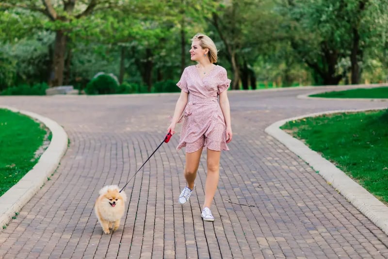 Daily Dog Walking