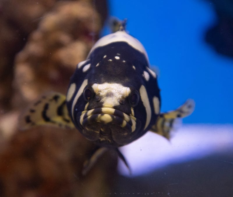 Bumble Bee Grouper Epinephelus Lanceolatus Sea Level Aquarium
