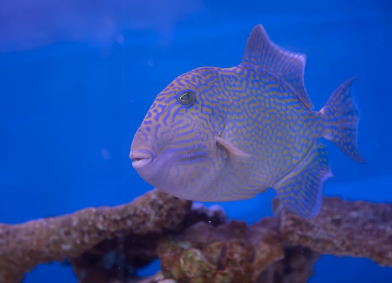 Blue-lined Triggerfish  - Pseudobalistes fuscus