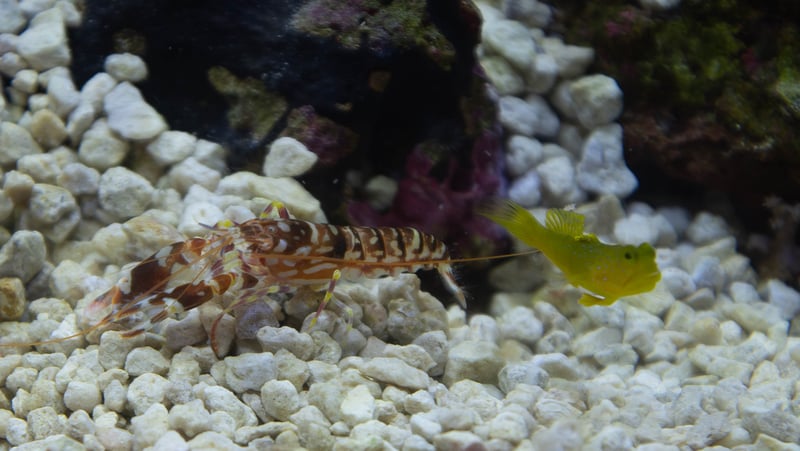 Tiger Pistol Shrimp and Yellow Watchman Goby Pair