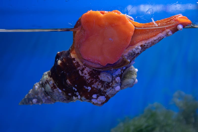 Horse Conch- Triplofusus giganteus