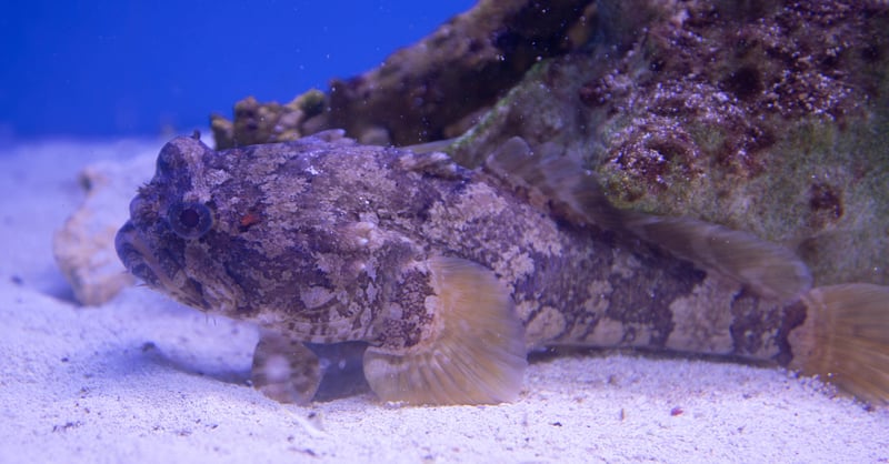 Grunting Toadfish - Allenbatrachus grunniens
