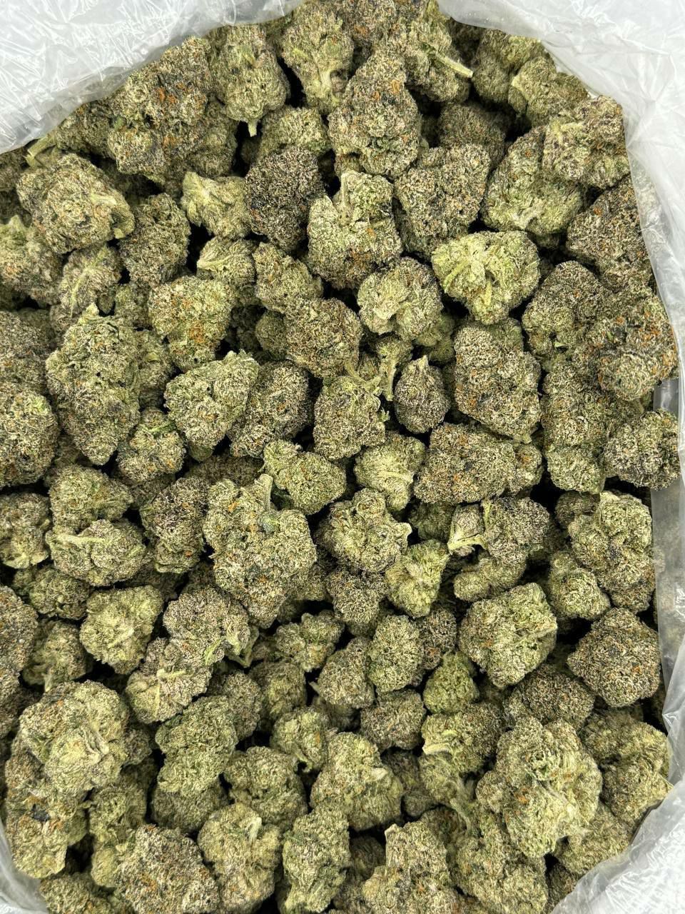 Close-up of Lemon Cherry Gumbo THCa Flower bud