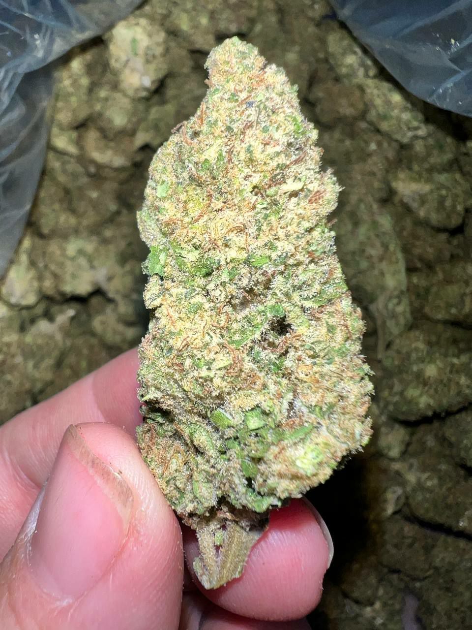 Lemon Lava THCa Flower with bright, resinous buds