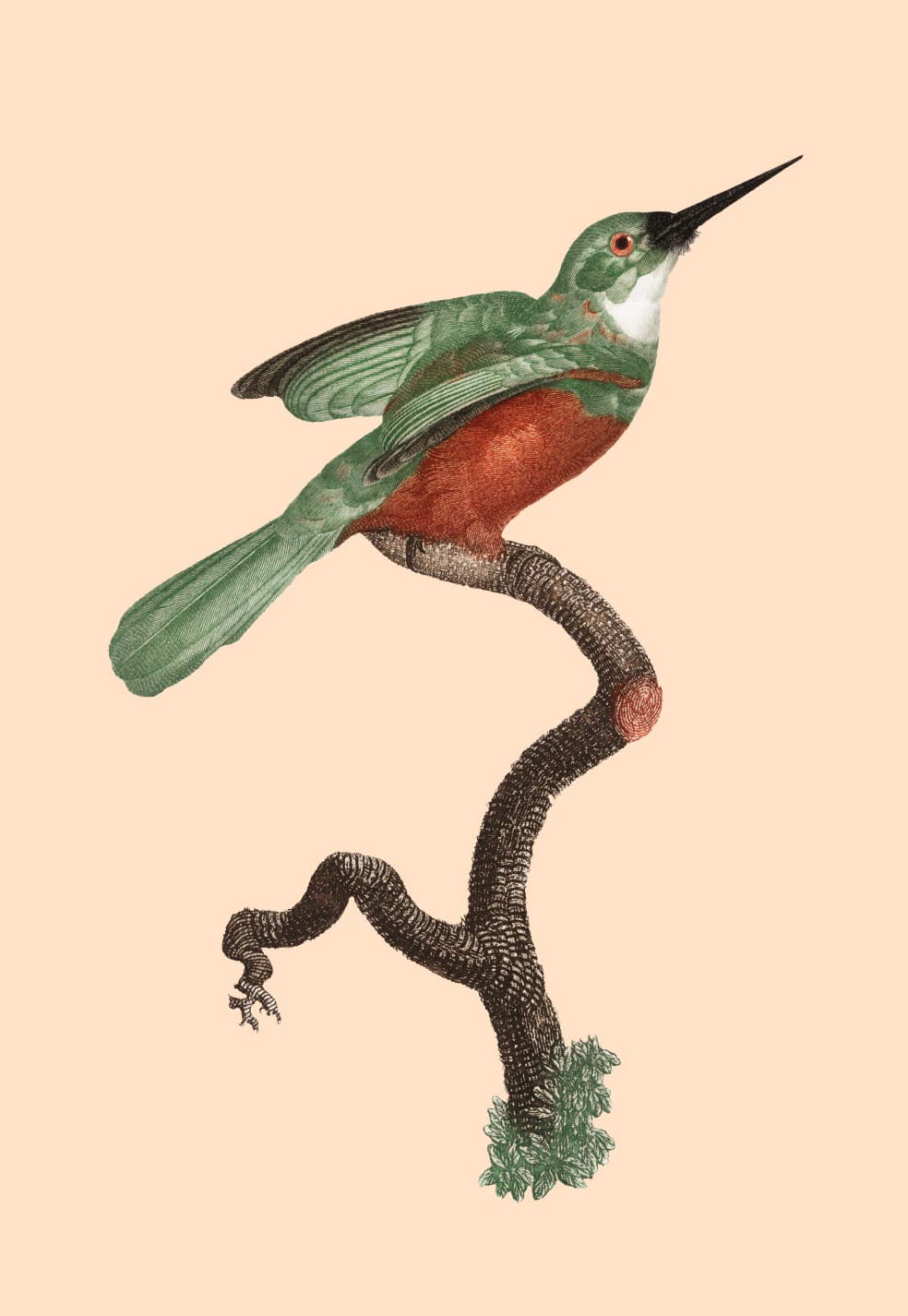 Birds of Musanze